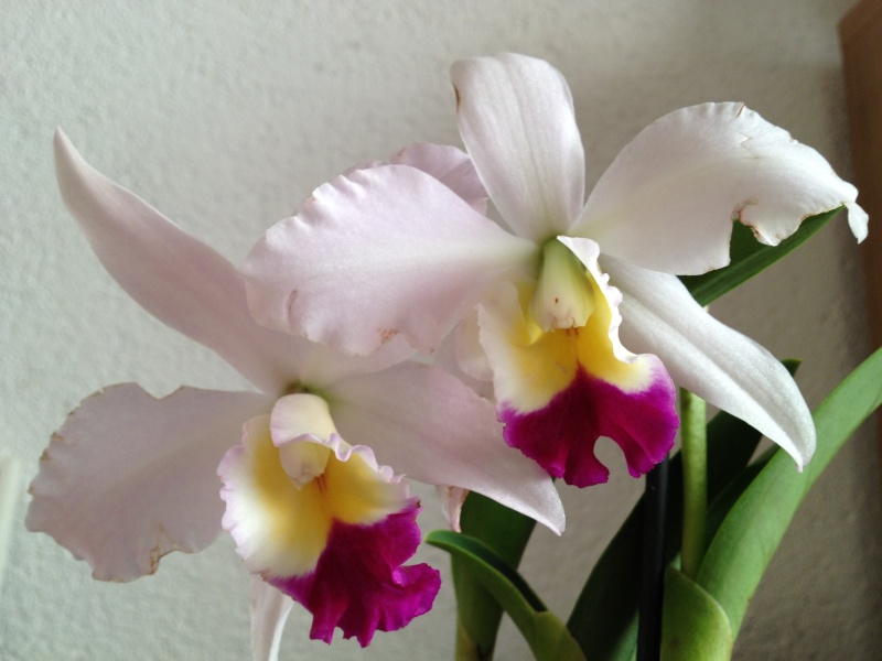 Orchideen 2011 - 2015 Teil 1 - Seite 33 Img_1910