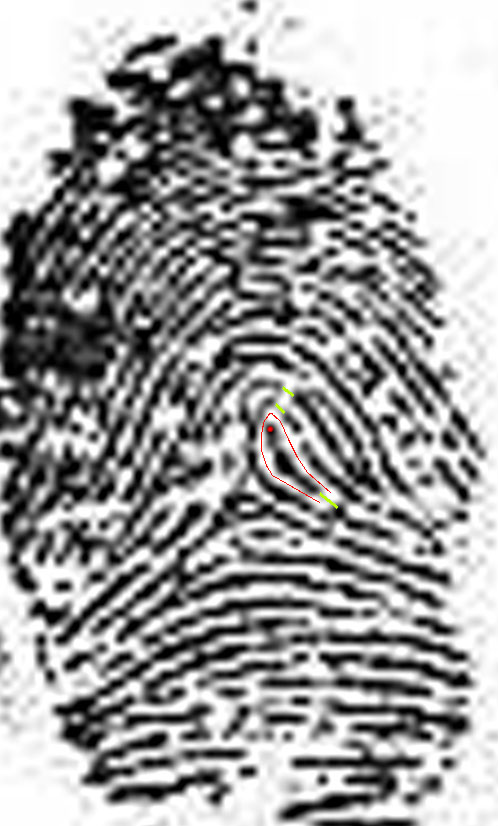 X - WALT DISNEY - One of his fingerprints shows an unusual characteristic! Walt-d11