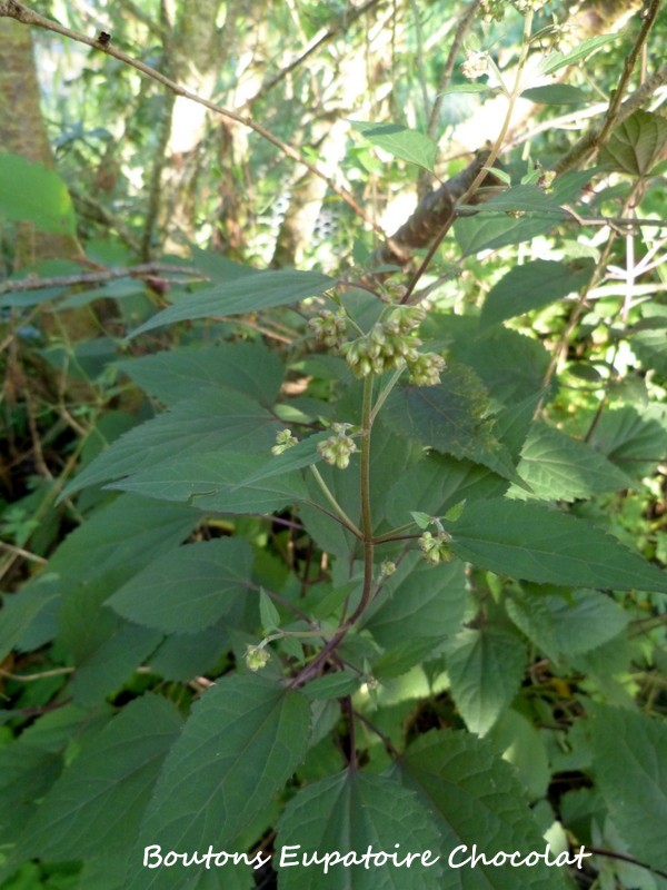 Eupatorium Chocolate - Page 3 P1160710