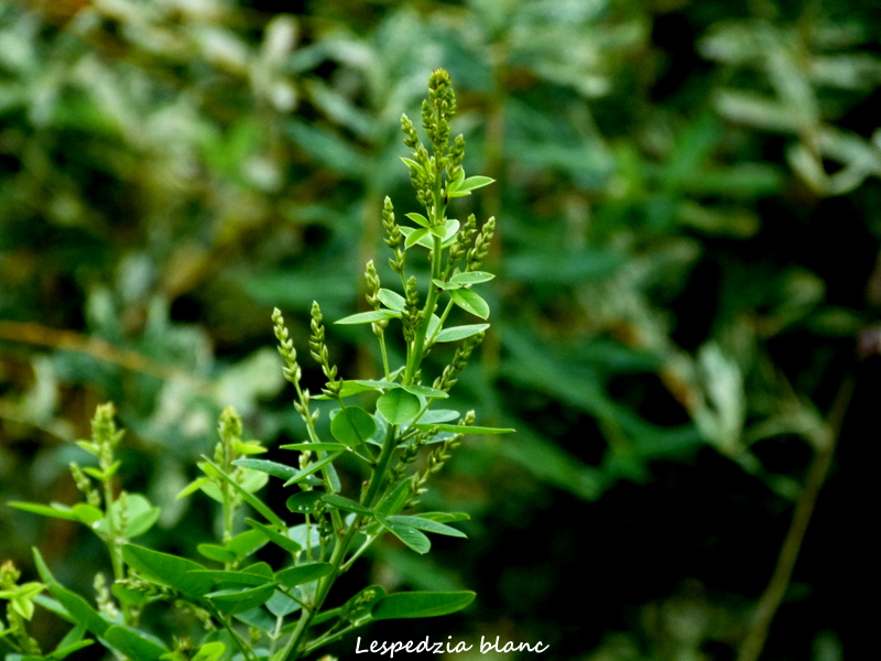 Lespedezia P1170410