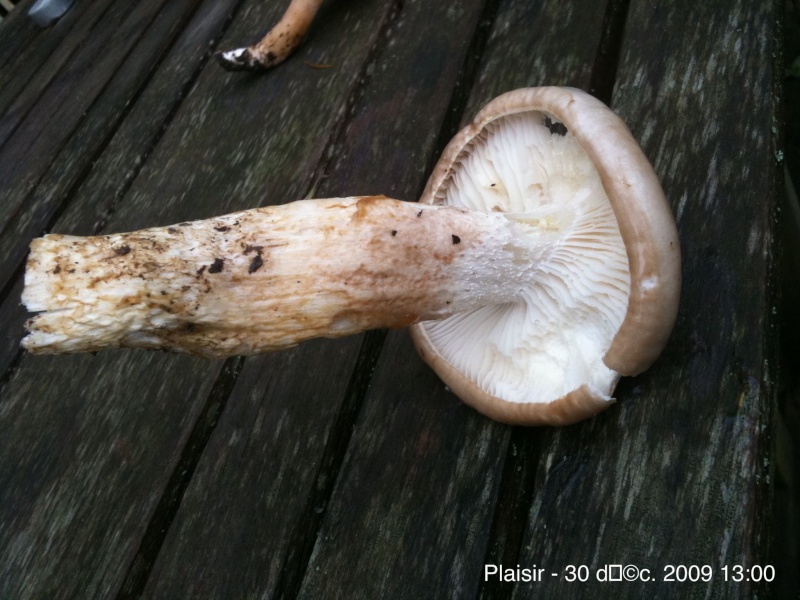 champignons st-apolline Ipphch14