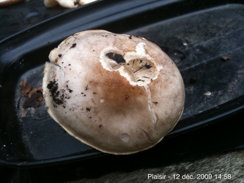 champignons st-apolline Ipphch31