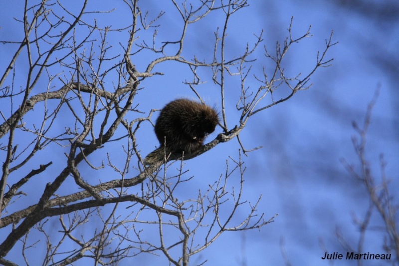 Dans un arbre Porc-Épic _mg_5210