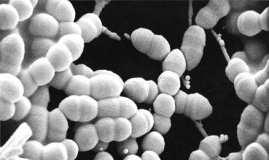 La bactérie complice au Lactobacillus Bulgaricus Strepo10