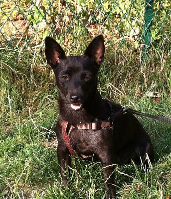 ARISA superbe et douce puce croisée Pinscher, chocolat de 1an Larisa14
