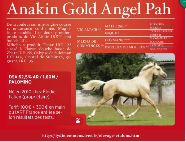 Anakin Gold Angel Pah - DSA Palomino Pub_et10