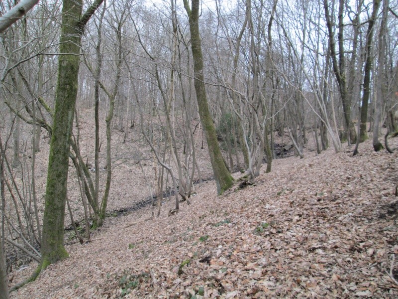 Terrain boisé de 17 hectares - Montigny-Le-Tilleul Img_0223