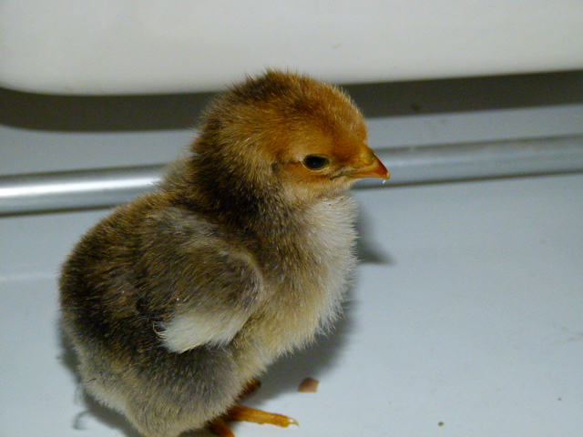 les poussins wyandottes P1080613