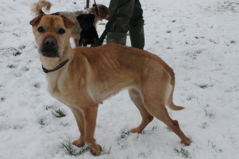 kierra xsharpei 6 ans refuge du Beaussart Belgique 31282812
