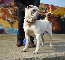   SHARPEI 10 ans    S.P.A   DE LA LOUVIERE  ( BELGIQUE ) 572f4311