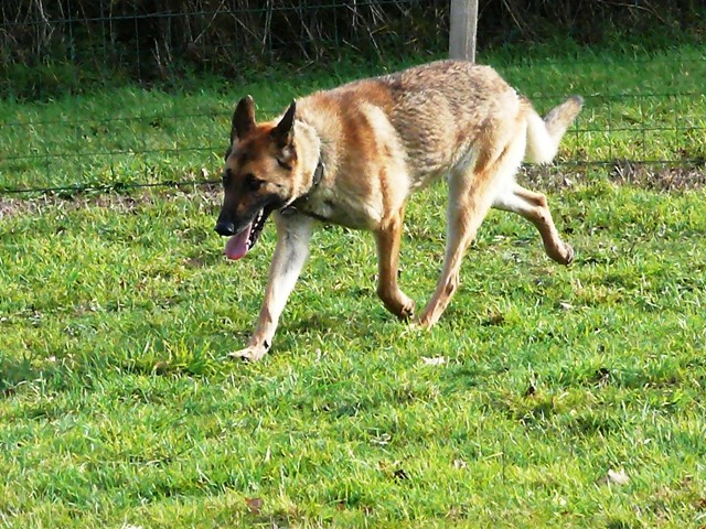 Kiki type berger allemand 4 ans non lof Kiki410