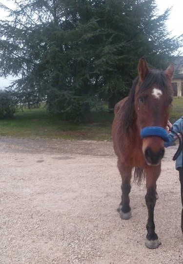 PABLO - ONC selle né en 1991 - adopté en février 2011 Pablo210