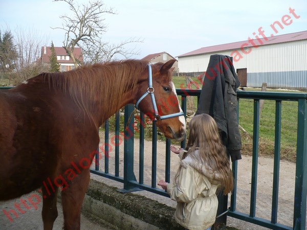 TOP ENERGY - QH - placé hors association Top_en17