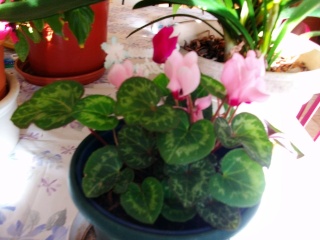 cyclamen - Page 2 01310