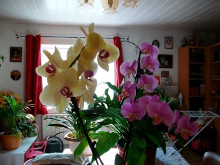 rampotage d'une PHALAENOPSIS 01710