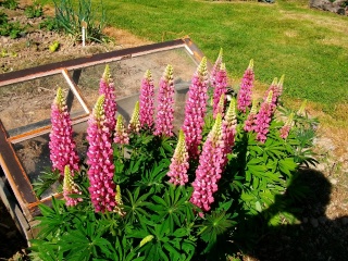 Lupinus !!! Peintu10