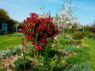 Photinia !!! Photin10