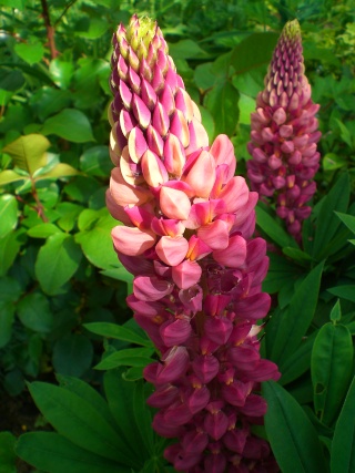 Lupinus !!! Cimg5210