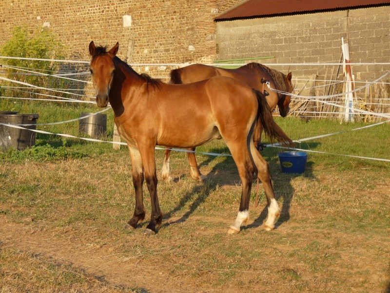 Superbe poulain welsh pony à vendre P1200811