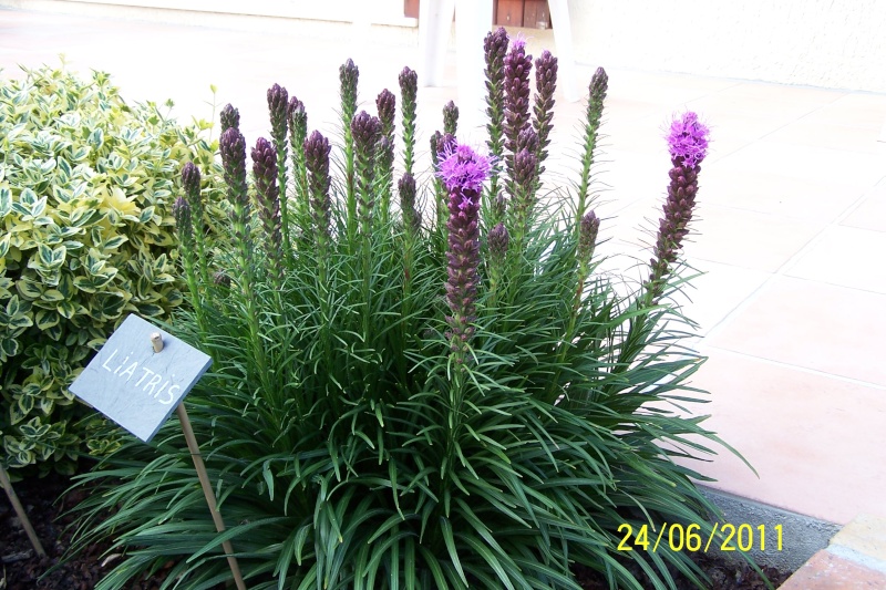 Le liatris ou plume du Kansas 100_1610