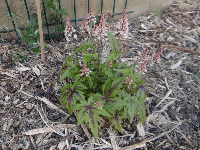 tiarella " neon lights" Dsc01313