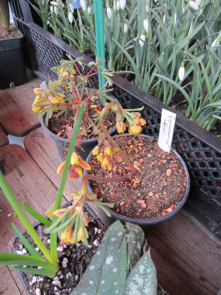 Gymnospermum albertii 15070010