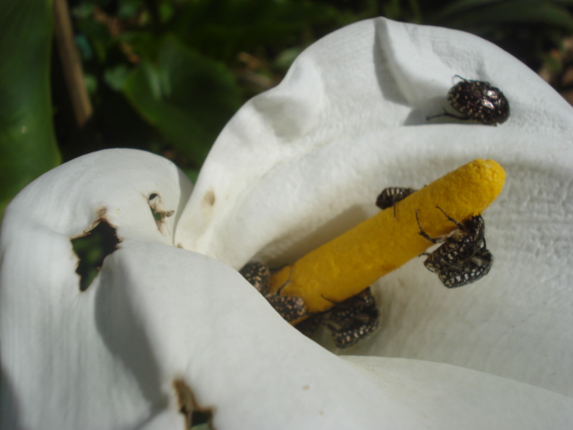 Lutte contre les escargots et les limaces Arum_e10