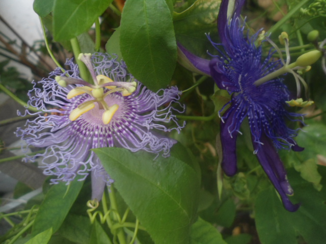 Semis de passiflora Incarn11