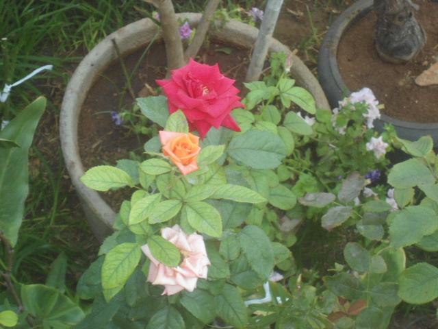 juste une photo Rosier13