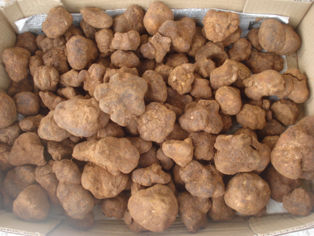 Les stapéliées marocaines Truffe14