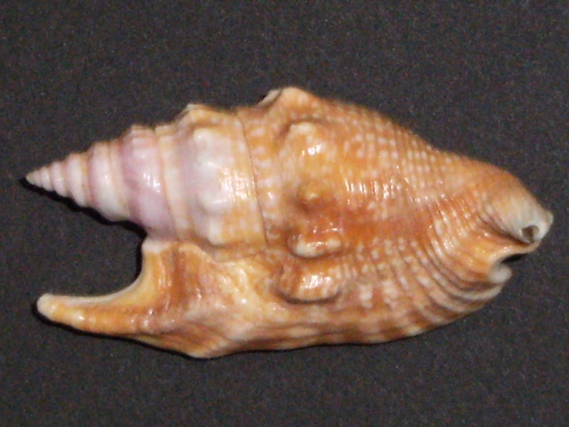 Euprotomus hawaiensis (Pilsbry, 1917) Dscf1315