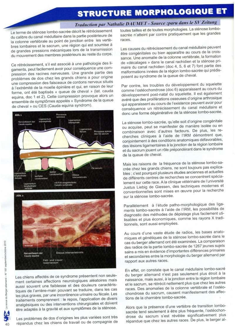 Maladies génétiques du BA autre que les dysplasies Cauda_10