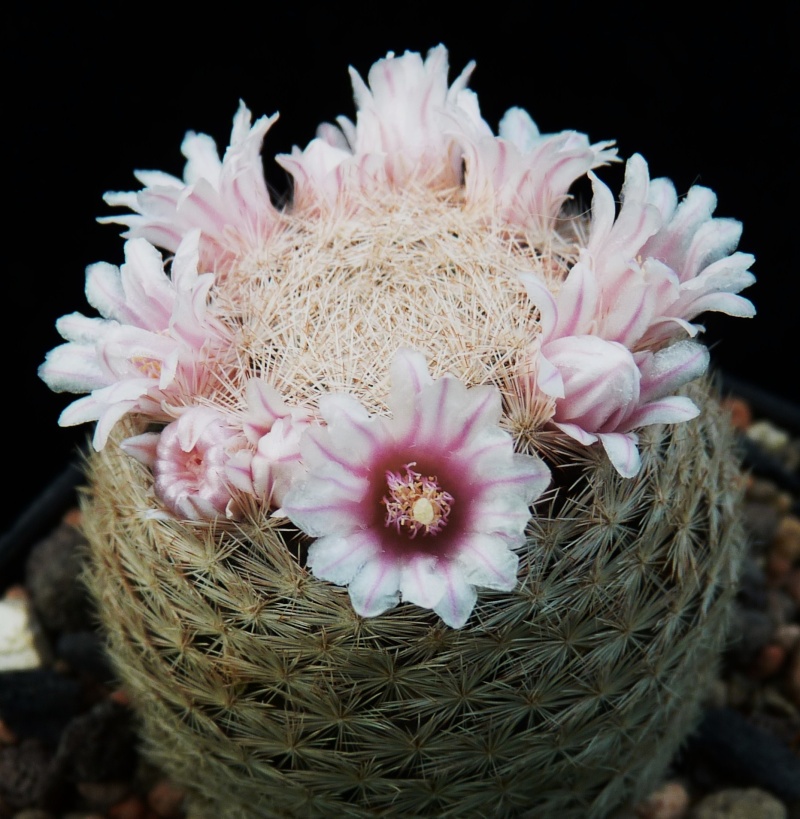 Mammillaria lasiacantha ssp. lasiacantha P1150213