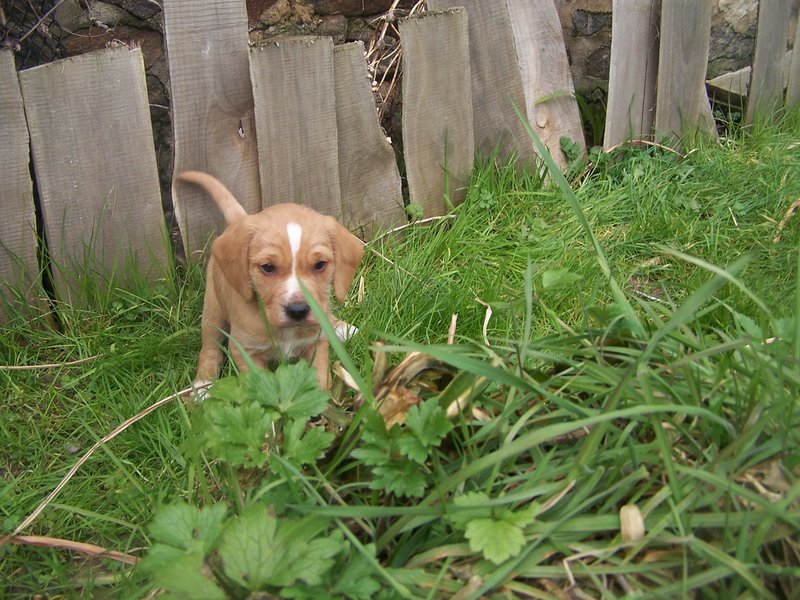 Grosse urgence recherche des FA avant samedi pour 5 chiots X fauve de Bretagne de 2 mois - Page 4 100_2324