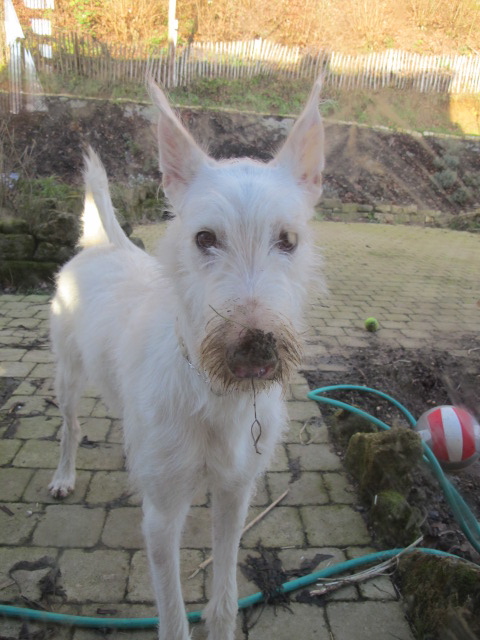 Galgowelpe Snowy (jetzt BLAKE) aus Murcia sucht ... - Seite 3 Img_1811