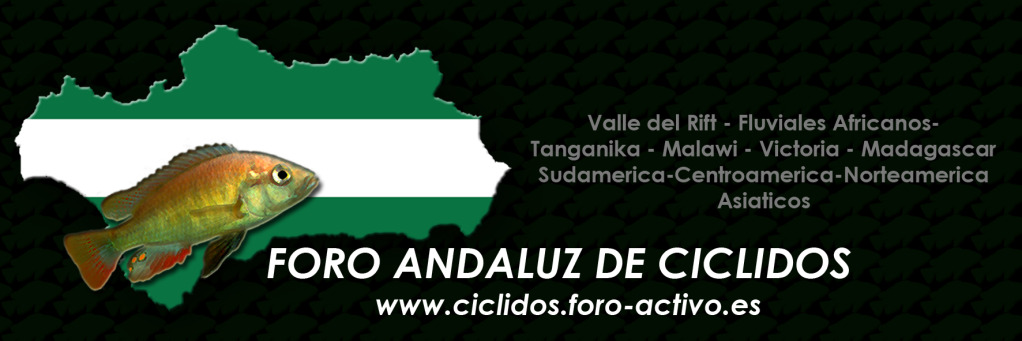 Cíclidos en Andalucía
