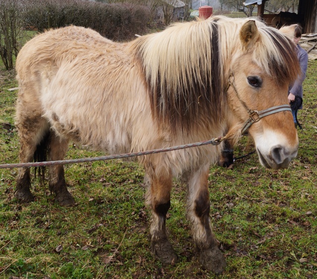 ULYSSE - Poney type Fjord né en 1991 - adopté en février 2011 par comtois&co - Page 2 Dsc00716