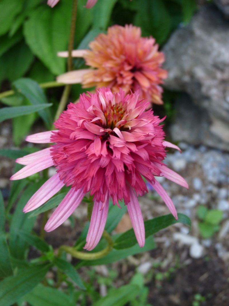 Echinacea Irresistible P1270710