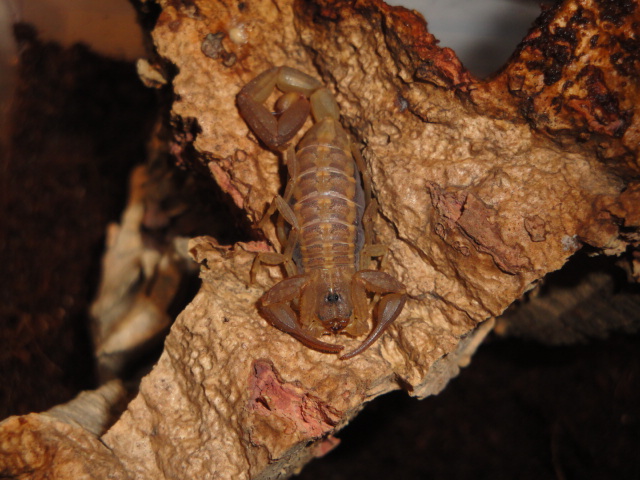 Envyizm's scorpion pictures Dsc04011
