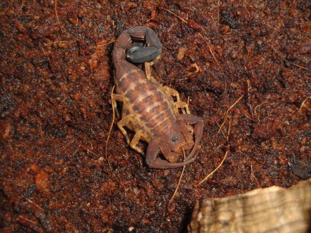 Envyizm's scorpion pictures Dsc04012