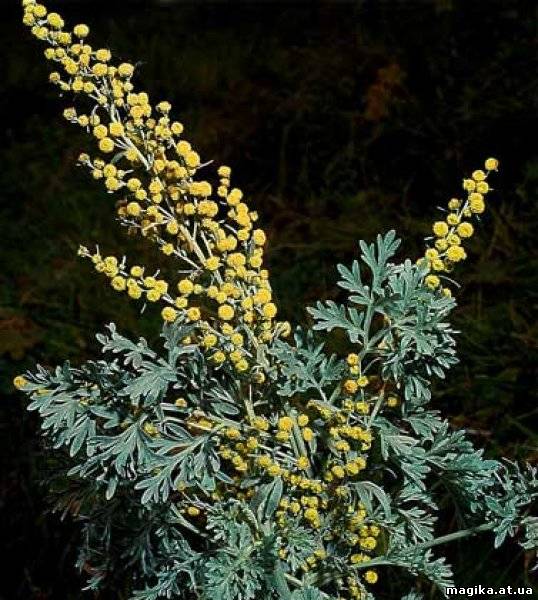 Полынь Горькая (Artemisia absinthium L.) 40911710