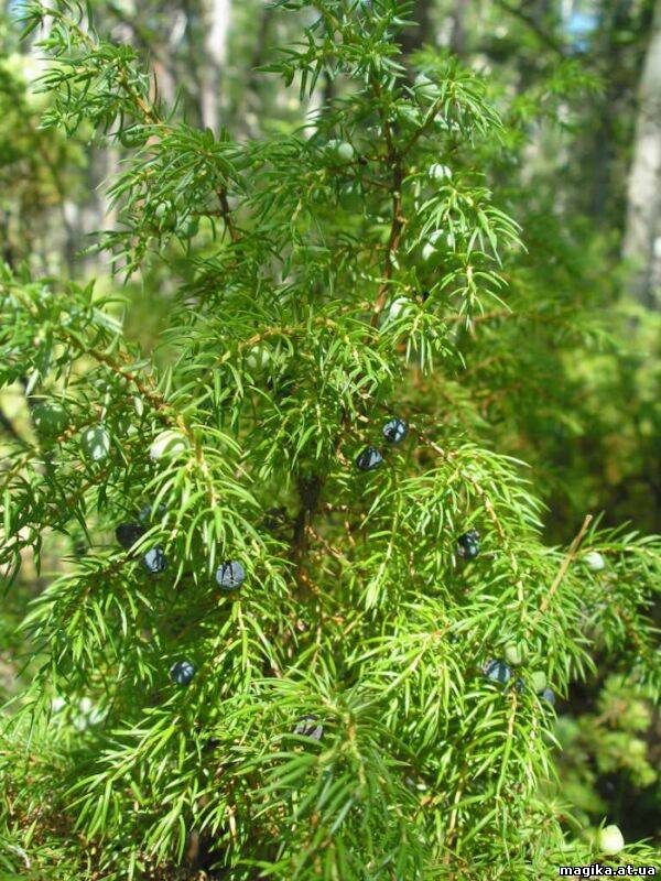 Можжевельник(Juniperus) 44967811