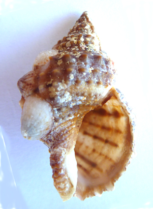 Bursidae Dulcerana granularis (Röding, 1798) P1000213