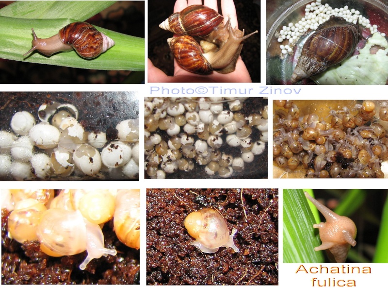 Achatina fulica Dndndd10