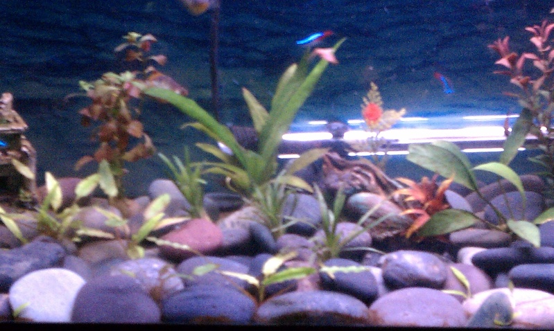 40 gal tank that im trying to plant ??? Imag0414