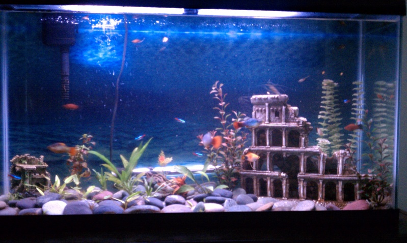 40 gal tank that im trying to plant ??? Imag0418