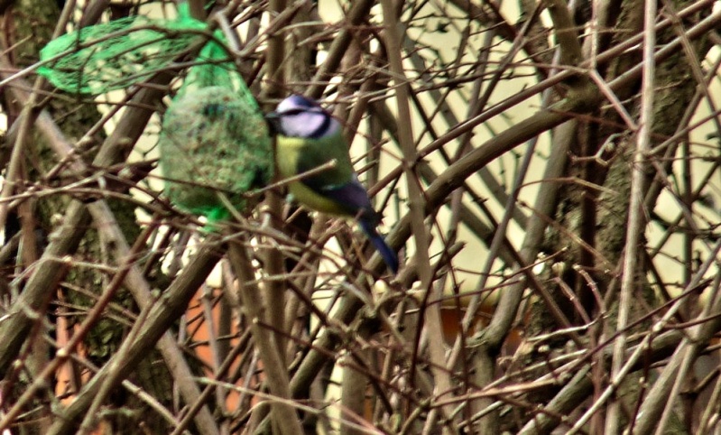 Les oiseaux de mon jardin P1120110