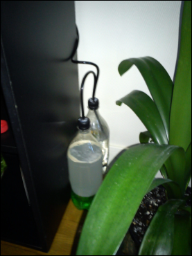Mon ancien bac d'au douce et mon nano sakura 2011-010