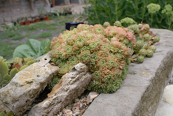 Rosularia aizoon Promet11