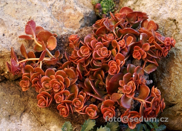 Presentation Sedum_10